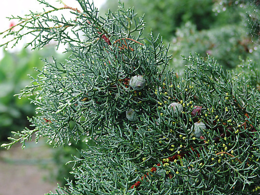 포토 JPG 해외이미지 식물 계절 꽃잎 백그라운드 잎 겨울 꽃무늬 자연 사람없음 초록색 물 여름 정원 봄 젖음 성장 벚꽃 신선 숲 상록수 동쪽 내추럴 대칭 해외202004 해외포토 자연요소 꽃 컬러 무늬 방향 생태계 파일형식 이미지허브