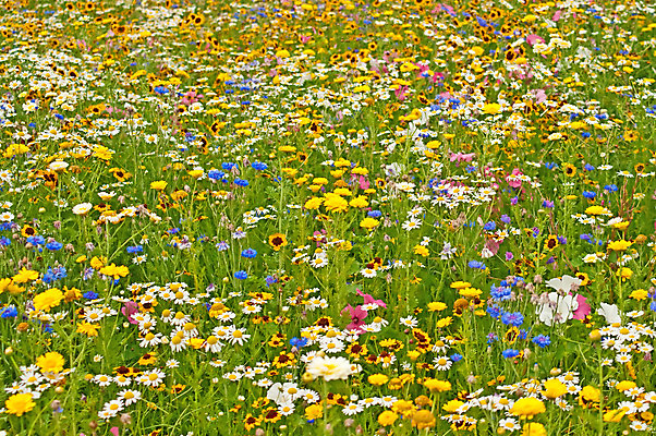 포토 JPG 해외이미지 꽃 자연 종류 사람없음 벚꽃 시골 개화 보호 만족 해외202004 해외포토 식물 감정 컨셉 생태계 파일형식 이미지허브