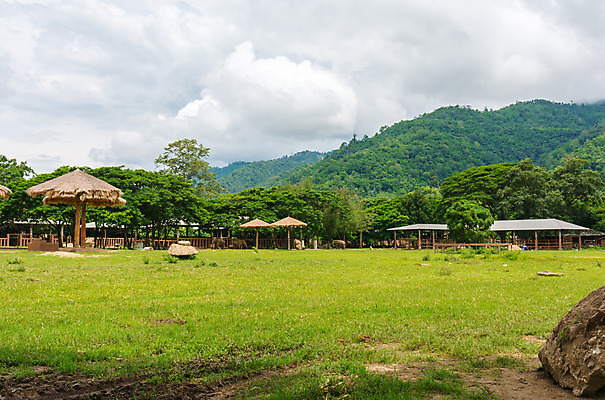 포토 JPG 해외이미지 동물 공원 아시아 야생동물 여행 포유류 가족 태국 자연 코끼리 안전 동양인 사람없음 야외 초록색 머리 환경 힘 회색 아기 행운 황무지 숲 큼 피부 상아 북쪽 내추럴 돌봄 전국 해외202004 해외포토 공공시설 나라 컬러 컨셉 관계 모션 사람 인종 신체부위 크기 방향 생태계 파일형식 이미지허브
