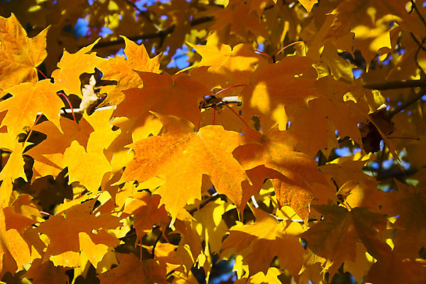 포토 JPG 해외이미지 나무 계절 백그라운드 잎 오렌지 자연 휴식 따뜻함 사람없음 빨간색 빛 노란색 정원 가을 질감 해외202004 해외포토 식물 컬러 컨셉 과일 생태계 파일형식 이미지허브