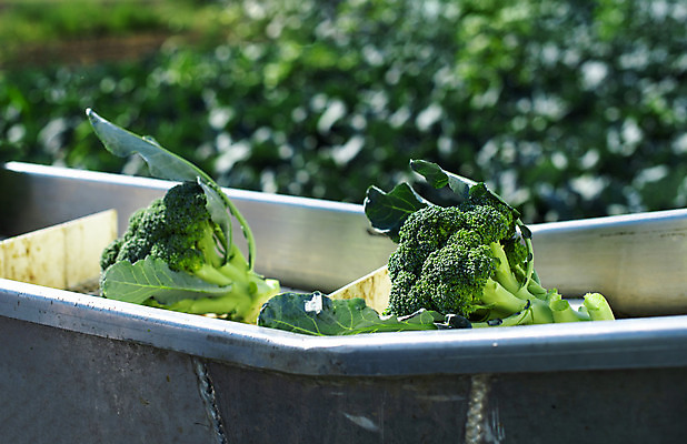 포토 JPG 해외이미지 식물 산업 선 이동 밭 농업 채소 비즈니스 포장 노동자 풍경 사람없음 야외 초록색 농작물 농장 농경지 기계 장비 수확 시골 제조 농부 브로콜리 날것 트랙 트랙터 밭일 자동 쟁기 컨베어밸트 해외202004 해외포토 직업 컬러 컨셉 농기계 특수차량 파일형식 이미지허브