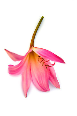 포토 JPG 해외이미지 식물 꽃잎 꽃 분홍색 꽃다발 결혼 백그라운드 잎 꽃무늬 패턴 자연 선물 사랑 이벤트 사람없음 장식 장미 머리 보라색 봄 벚꽃 흰색 축하 신선 화려 개화 자르기 다발 꽃집 심볼 약혼 내추럴 고립 해외202004 해외포토 계절 감정 컬러 컨셉 무늬 모션 신체부위 상점 생태계 약속 파일형식 이미지허브