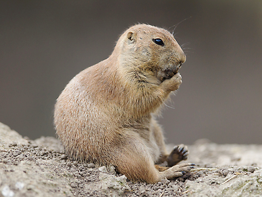 포토 JPG 해외이미지 한마리 야생동물 포유류 들기 앉기 사람없음 먹기 프레리도그 해외202004 해외포토 동물 1 모션 파일형식 이미지허브
