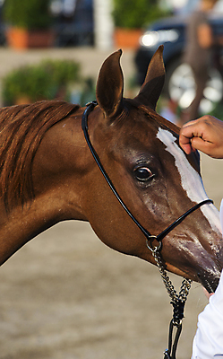 포토 JPG 해외이미지 동물 1 남자 감정 밭 포유류 모션 자연 사람없음 야외 가로 빨간색 초록색 여름 빛 달리기 농장 갈색 머리 검은색 어둠 힘 일몰 회색 자유 흰색 만 승마 황금 속도 호기심 갈기 고립 무료 해외202004 해외포토 계절 스포츠 컬러 컨셉 농업 사람 신체부위 노을 생태계 파일형식 이미지허브