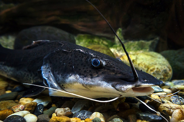 포토 JPG 해외이미지 동물 호수 모래 백그라운드 자연 생물 수염 어류 사람없음 장식 빨간색 물 파란색 강 컬러풀 수중 수영 회색 조약돌 바위 흰색 해조류 콧수염 박물관 꼬리 지느러미 수족관 브라질 동물상 민물 아마존 이국적 해외202004 해외포토 자연요소 컬러 조형물 수중동물 돌_바위 수상스포츠 해양식물 남아메리카 생태계 파일형식 이미지허브