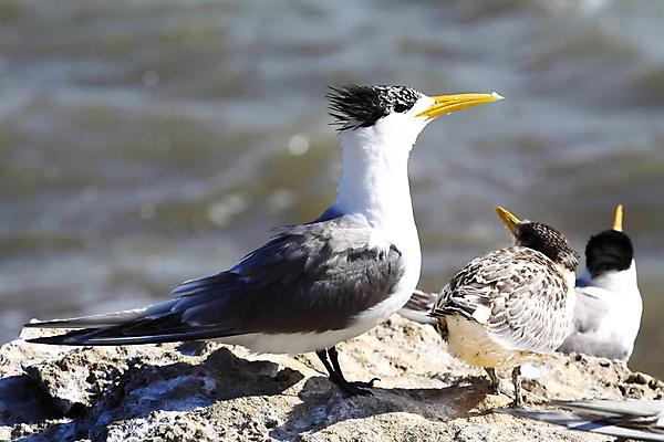 포토 JPG 해외이미지 동물 야생동물 모래 여행 날개 오렌지 자연 갈매기 조류 생물 샌드위치 사람없음 컬러풀 검은색 외침 회색 흰색 만 서핑 호주 선탠 깃털 부리 물새 남쪽 소금물 플로리다 해외202004 해외포토 음식 컬러 과일 미국 소리 수상스포츠 오세아니아 방향 생태계 파일형식 이미지허브