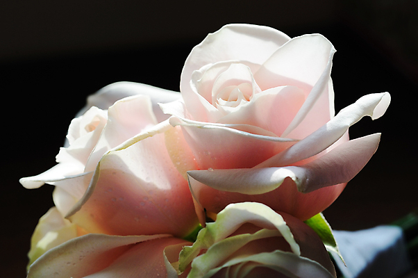 포토 JPG 해외이미지 꽃 분홍색 꽃다발 결혼 사람없음 물 장미 해외202004 해외포토 자연요소 식물 컬러 이벤트 파일형식 이미지허브