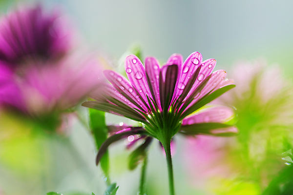포토 JPG 해외이미지 꽃잎 꽃 백그라운드 잎 꽃무늬 밭 자연 사람없음 초록색 여름 정원 봄 벚꽃 신선 묘사 원예 질감 내추럴 해외202004 해외포토 식물 계절 컬러 무늬 농업 취미 생태계 파일형식 이미지허브
