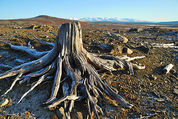 포토 JPG 해외이미지 나무 식물 자연 산 건조 풍경 사람없음 목재 환경 죽음 숲 언덕 부식 서리 뿌리 생태학 옛날 해외202004 해외포토 교육 재료 생태계 파일형식 이미지허브