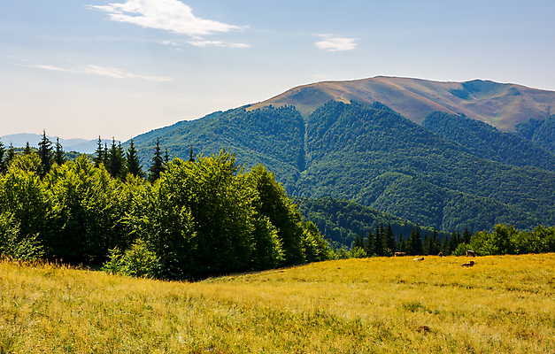 포토 JPG 해외이미지 나무 백그라운드 밭 자연 산 거리 풍경 사람없음 야외 여름 카펫 소 숲 상승 해외202004 해외포토 식물 계절 컨셉 농업 포유류 생태계 파일형식 이미지허브