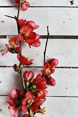 포토 JPG 해외이미지 나무 식물 디자인 계절 꽃잎 꽃 분홍색 백그라운드 컨셉 잎 꽃무늬 자연 탁자 부활절 미술 사람없음 목재 여름 봄 수확 벚꽃 흰색 나뭇가지 시골 신선 개화 체리 널 4월 5월 원예 질감 복고 내추럴 그런지 옛날 해외202004 해외포토 기념일 컬러 가구 무늬 농업 과일 재료 문화예술 취미 날짜 생태계 파일형식 이미지허브