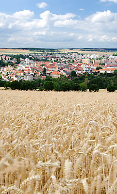 포토 JPG 해외이미지 나무 계절 공원 유럽 길 백그라운드 잎 밭 건축양식 자연 하늘 주택 풍경 사람없음 야외 세로 초록색 여름 파란색 마을 환경 정원 봄 흰색 시골 도시 숲 오솔길 땅 밀 타운 해외202004 해외포토 식물 공공시설 건축 나라 컬러 농업 곡류 건물 생태계 파일형식 이미지허브
