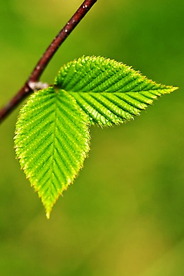 포토 JPG 해외이미지 나무 식물 계절 백그라운드 잎 자연 새로움 사람없음 초록색 새싹 환경 봄 성장 나뭇가지 신선 닫기 묘사 유기농 질감 정맥 내추럴 생태학 그리너리 해외202004 해외포토 웰빙 교육 컬러 컨셉 모션 생태계 혈관 파일형식 트랜드컬러 이미지허브