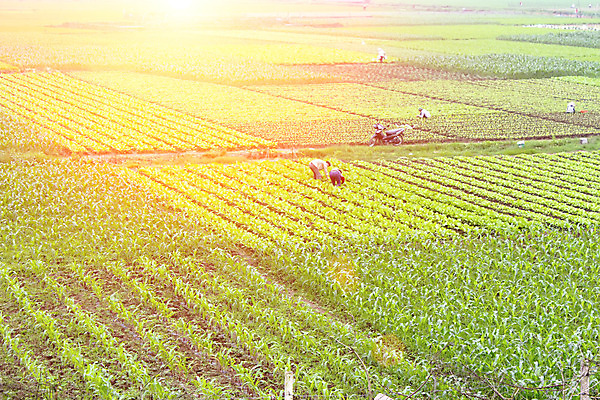 포토 JPG 해외이미지 식물 구름 산업 문화 선 음식 잎 밭 농업 채소 자연 하늘 건강 풍경 사람없음 야외 초록색 여름 파란색 농작물 농장 농경지 정원 흙 봄 샐러드 수확 성장 시골 신선 상추 땅 유기농 원예 장면 내추럴 밭일 숙성 줄서기 세련 해외202004 해외포토 자연요소 웰빙 계절 컬러 모션 취미 생태계 파일형식 이미지허브