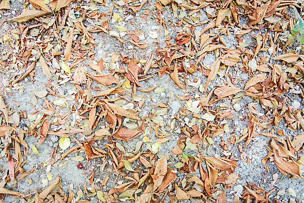 포토 JPG 해외이미지 식물 계절 공원 백그라운드 잎 패턴 오렌지 자연 벽지 날씨 사람없음 야외 장식 빨간색 초록색 여름 컬러풀 갈색 노란색 정원 가을 황금 숲 11월 유기농 질감 10월 내추럴 해외202004 해외포토 웰빙 공공시설 컬러 무늬 과일 날짜 생태계 파일형식 이미지허브