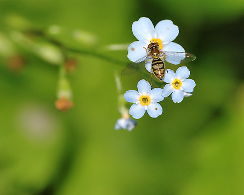 포토 JPG 해외이미지 꽃 야생동물 곤충 자연 사람없음 야외 해충 벌레 해외202004 해외포토 식물 동물 생태계 파일형식 이미지허브