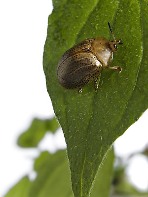 포토 JPG 해외이미지 식물 계절 곤충 컨셉 잎 자연 안테나 사람없음 야외 초록색 물 환경 정원 검은색 젖음 성장 흰색 물방울 신선 점 벌레 떨어짐 보호 숲 허브 딱정벌레 묘사 생물학 내추럴 해외202004 해외포토 자연요소 동물 교육 컬러 통신 생태계 파일형식 이미지허브