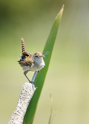 포토 JPG 해외이미지 동물 야생동물 백그라운드 자연 조류 사람없음 초록색 컬러풀 노란색 환경 나뭇가지 잡기 잠자리 먹이 먹기 부리 해외202004 해외포토 나무 컬러 곤충 모션 생태계 파일형식 이미지허브