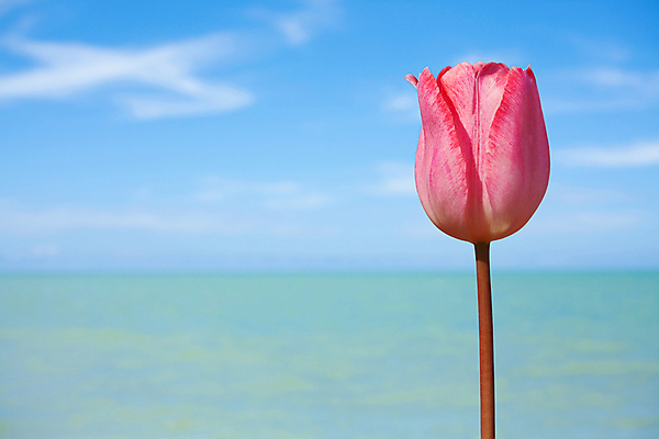 포토 JPG 해외이미지 식물 꽃잎 꽃 바다 분홍색 꽃다발 꽃무늬 태국 자연 하늘 휴가 발렌타인데이 사람없음 세로 여름 파란색 귀여움 봄 튤립 벚꽃 흰색 개화 우아함 배열 우수 해외202004 영광군 해외포토 계절 아시아 컬러 컨셉 무늬 데이이벤트 전라남도 절기 생태계 파일형식 이미지허브