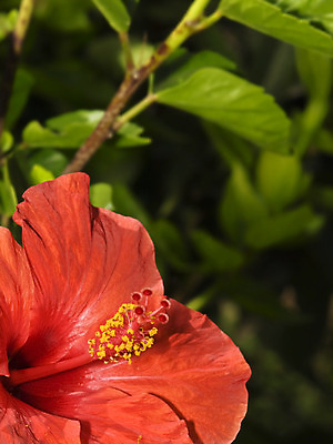 포토 JPG 해외이미지 잎 자연 사람없음 야외 빨간색 나뭇가지 히비스커스 해외202004 해외포토 나무 식물 꽃 컬러 생태계 파일형식 이미지허브