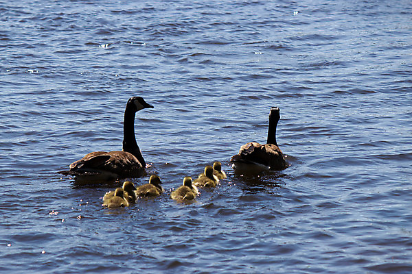 포토 JPG 해외이미지 동물 호수 야생동물 가족 자연 조류 엄마 사람없음 가로 물 강 수영 게임 아기 연못 아빠 깃털 부리 거위 물새 계산서 해외202004 해외포토 자연요소 관계 놀이 사람 수상스포츠 생태계 파일형식 이미지허브