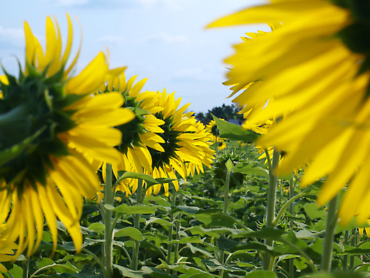 포토 JPG 해외이미지 식물 계절 꽃잎 꽃 행복 백그라운드 잎 꽃무늬 밭 농업 자연 하늘 해바라기 풍경 사람없음 야외 여름 파란색 빛 컬러풀 농장 노란색 환경 정원 봄 성장 벚꽃 시골 개화 닫기 엉덩이 묘사 유기농 원예 내추럴 밭일 해외202004 해외포토 웰빙 감정 산업 컬러 무늬 모션 취미 신체부위 생태계 파일형식 이미지허브