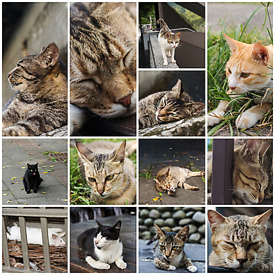포토 JPG 해외이미지 동물 응시 아시아 창문 포유류 자연 거리 털 경고 사람없음 야외 고양이 흰색 도시 잠 대만 버리기 낮잠 장면 위치 의심 돌봄 해외202004 해외포토 시선 감정 나라 컬러 모션 반려동물 생태계 파일형식 이미지허브