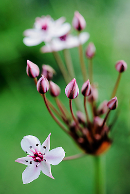 포토 JPG 해외이미지 식물 디자인 계절 꽃잎 꽃 분홍색 백그라운드 잎 꽃무늬 자연 추상 갈대 풍경 사람없음 야외 초록색 물 여름 컬러풀 봄 벚꽃 연못 즐거움 데이지 냄새 웅덩이 장면 내추럴 강렬 해외202004 해외포토 자연요소 감정 컬러 무늬 생태계 파일형식 이미지허브