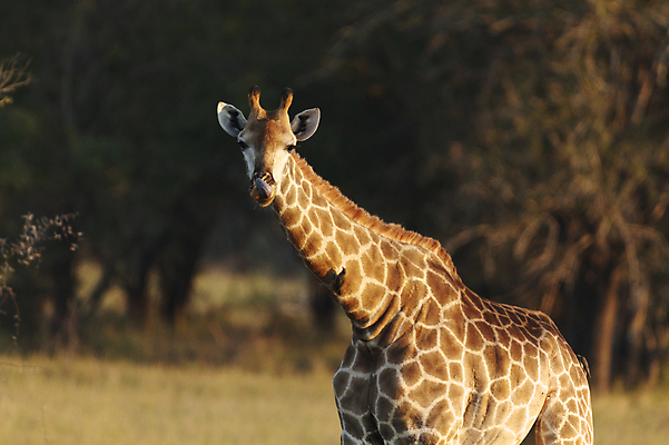 포토 JPG 해외이미지 동물 공원 도로 야생동물 신체 포유류 아프리카 자연 초식동물 사람없음 야외 물 마시기 게임 큼 오두막 갈증 혀 기린 사파리 에코 내추럴 건너기 나미비아 해외202004 해외포토 자연요소 공공시설 나라 길 교통시설 모션 놀이 환경 입 크기 생태계 남아프리카 파일형식 이미지허브