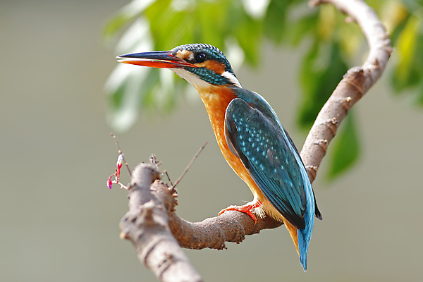 포토 JPG 해외이미지 나무 동물 여자 남자 아시아 얼굴 야생동물 백그라운드 날개 자연 조류 사람없음 야외 목재 가로 초록색 컬러풀 머리 환경 나뭇가지 막대기 닫기 숲 깃털 꼬리 부리 서식지 물총새 생태학 이국적 해외202004 해외포토 식물 교육 나라 컬러 재료 모션 사람 신체부위 생태계 파일형식 이미지허브