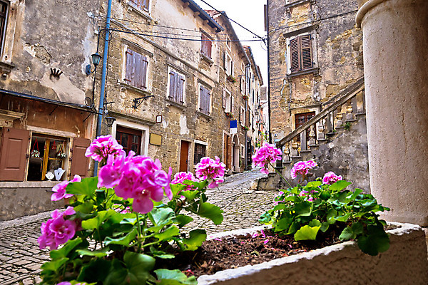 포토 JPG 해외이미지 식물 전통 꽃 유럽 도로 길 벽 채소 건축양식 거리 주택 사람없음 건물 초록색 장미 마을 자전거 바위 시골 도시 중세 역사 재산 오두막 땅 지중해 올리브 아치 정사각형 장면 타운 크로아티아 설정 달마시안 방법 옛날 해외202004 해외포토 도형 건축물 열매 건축 나라 바다 컬러 교통시설 금융 바이크 돌_바위 개 파일형식 이미지허브