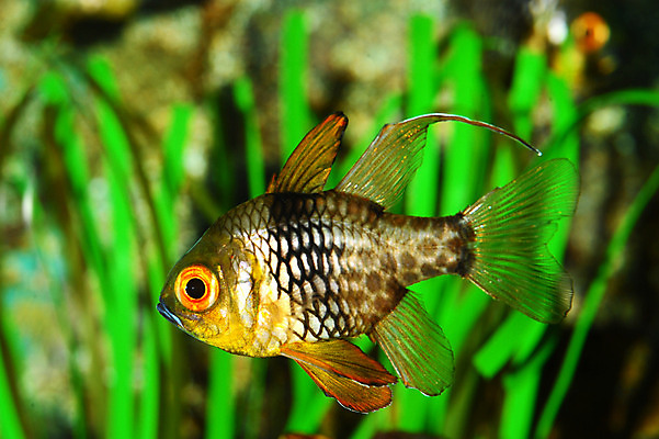 포토 JPG 해외이미지 바다 학교 어류 사람없음 물 파란색 수영 지느러미 암초 이국적 해외202004 해외포토 자연요소 교육 컬러 수중동물 수상스포츠 파일형식 이미지허브