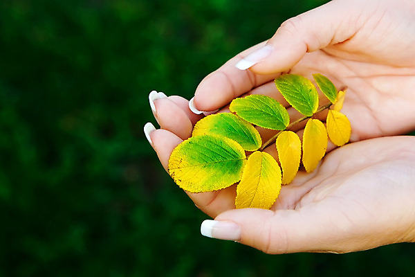 포토 JPG 해외이미지 나무 식물 잎 자연 관리 사람없음 초록색 노란색 엄지손가락 흰색 나뭇가지 잡기 손톱 다발 허브 내추럴 해외202004 해외포토 손 컬러 손가락 모션 생태계 파일형식 이미지허브