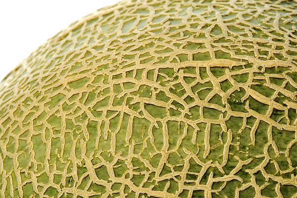 포토 JPG 해외이미지 음식 농업 다이어트 과일 자연 디저트 건강 사람없음 신선 닫기 달콤 맛 멜론 피부 고립 숙성 이국적 해외202004 해외포토 산업 컨셉 모션 신체부위 생태계 파일형식 이미지허브