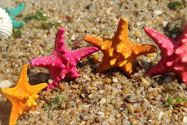 포토 JPG 해외이미지 1 별 선 모래 파도 바다 분홍색 오렌지 휴가 조개 휴식 불가사리 어류 해변 사람없음 빨간색 초록색 물 여름 태양 맑음 우정 거품 젖음 껍질 대기 4 강렬 거짓말 구성 해외202004 해외포토 자연요소 계절 컬러 컨셉 과일 날씨 어패류 극피동물 친구 숫자 수중동물 파일형식 이미지허브