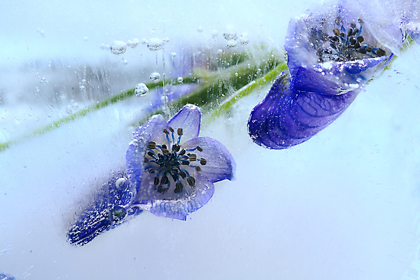 포토 JPG 해외이미지 식물 계절 꽃잎 꽃 꽃다발 백그라운드 컨셉 잎 겨울 꽃무늬 자연 유리 사람없음 가로 물 파란색 반사 냉동 얼음 거품 추위 벚꽃 흰색 신선 신용카드 투명 순수 서리 꽃수술 카피스페이스 해외202004 해외포토 자연요소 컬러 무늬 재질 금융 공백 생태계 파일형식 이미지허브