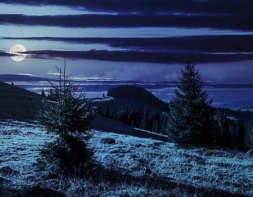 포토 JPG 해외이미지 나무 구름 하늘 풍경 사람없음 야외 파란색 보름달 달 야간 해외202004 해외포토 자연요소 식물 컬러 파일형식 이미지허브