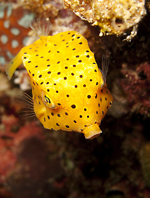 포토 JPG 해외이미지 야생동물 바다 여행 학교 모션 자연 휴가 어류 풍경 사람없음 야외 파란색 노란색 바닷속 수중 수영 물방울 아래 다이빙 생물학 지느러미 내추럴 깊이 동물상 생태학 침몰 많음 해외202004 해외포토 동물 교육 컬러 컨셉 조형물 수중동물 수상스포츠 방향 생태계 위치 수중스포츠 파일형식 이미지허브