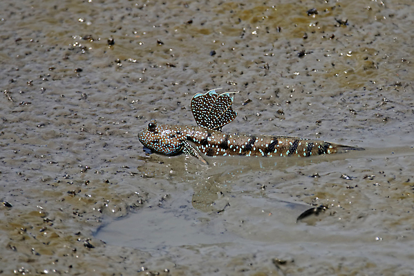 포토 JPG 해외이미지 동물 아시아 야생동물 바다 백그라운드 태국 자연 낚시 어류 동양인 사람없음 야외 물 지느러미 이국적 해외202004 해외포토 자연요소 나라 레저 인종 수중동물 생태계 파일형식 이미지허브