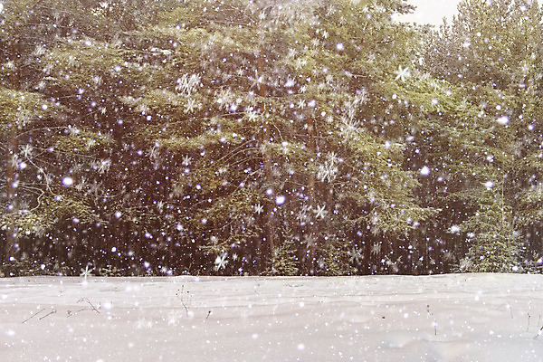 포토 JPG 해외이미지 크리스마스장식 크리스마스 겨울 휴가 새해 크리스마스카드 풍경 사람없음 야외 크리스마스트리 소나무 숲 상록수 침엽수 전나무 노엘 크리스마스이브 폭설 가문비나무 크리스마스배경 겨울풍경 해외202004 해외포토 나무 계절 기념일 백그라운드 카드_감사 눈_날씨 자연재해 파일형식 이미지허브