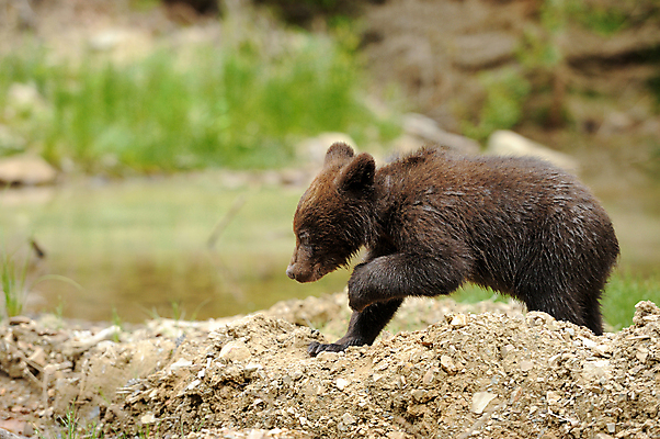 포토 JPG 해외이미지 동물 야생동물 새끼 곰 자연 핀란드 사람없음 물 여름 귀여움 추위 저녁 숲 위험 해외202004 해외포토 자연요소 계절 컨셉 포유류 북유럽 야간 생태계 파일형식 이미지허브