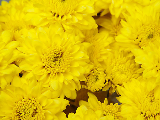 포토 JPG 해외이미지 식물 계절 꽃 꽃다발 백그라운드 꽃무늬 패턴 자연 벽지 추상 국화 사람없음 장식 여름 컬러풀 노란색 정원 봄 벚꽃 가을 신선 개화 우아함 묘사 향기 꽃가루 꽃수술 해외202004 해외포토 컬러 컨셉 무늬 가루 생태계 냄새 파일형식 이미지허브