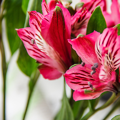 포토 JPG 해외이미지 식물 꽃잎 꽃 분홍색 꽃무늬 사람없음 정원 봄 주식 해외202004 해외포토 계절 컬러 무늬 금융 파일형식 이미지허브