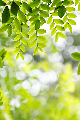 포토 JPG 해외이미지 식물 단풍 잎 농업 자연 사람없음 초록색 여름 컬러풀 환경 정원 봄 성장 신선 허브 원예 질감 화단 광합성 해외202004 해외포토 계절 산업 컬러 취미 생태계 파일형식 이미지허브