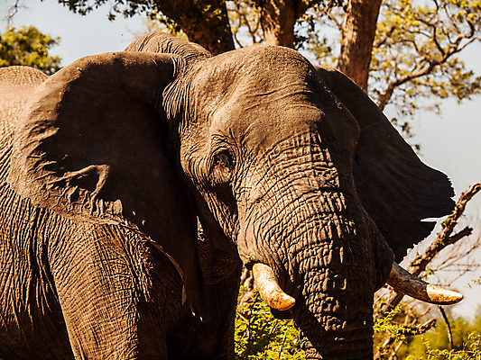 포토 JPG 해외이미지 동물 1 공원 남자 야생동물 포유류 아프리카 자연 코끼리 동물원 서기 사람없음 머리 걷기 환경 맑음 힘 산책 회색 게임 황무지 위험 큼 사파리 피부 싱글 귀 상아 케냐 무거움 남쪽 내추럴 나미비아 보츠와나 우간다 탄자니아 힘찬 해외202004 해외포토 공공시설 나라 컬러 컨셉 모션 놀이 날씨 휴식 사람 신체부위 무게 크기 방향 생태계 남아프리카 파일형식 이미지허브