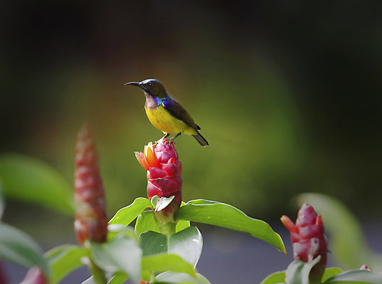 포토 JPG 해외이미지 식물 동물 공원 꽃 야생동물 음식 꽃무늬 신체 날개 자연 조류 서기 사람없음 정원 닫기 숲 내추럴 수유 생존 해외202004 해외포토 공공시설 무늬 모션 생태계 파일형식 이미지허브