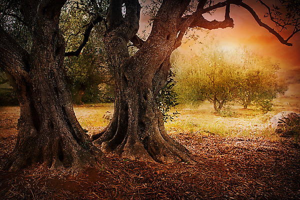 포토 JPG 해외이미지 나무 식물 계절 문화 음식 백그라운드 컨셉 잎 패턴 밭 농업 자연 하늘 아침 미술 풍경 사람없음 야외 목재 초록색 농장 갈색 흙 이탈리아 수확 나뭇가지 시골 신용카드 스페인 숲 지중해 그리스 유기농 올리브 질감 내추럴 밭일 옛날 해외202004 해외포토 주간 웰빙 열매 유럽 산업 바다 컬러 무늬 재료 문화예술 금융 생태계 파일형식 이미지허브