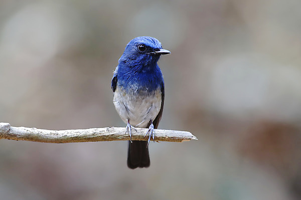포토 JPG 해외이미지 나무 동물 여자 남자 아시아 얼굴 야생동물 백그라운드 날개 자연 조류 사람없음 야외 목재 가로 초록색 파란색 컬러풀 머리 환경 나뭇가지 막대기 닫기 숲 깃털 꼬리 부리 서식지 생태학 이국적 해외202004 해외포토 식물 교육 나라 컬러 재료 모션 사람 신체부위 생태계 파일형식 이미지허브