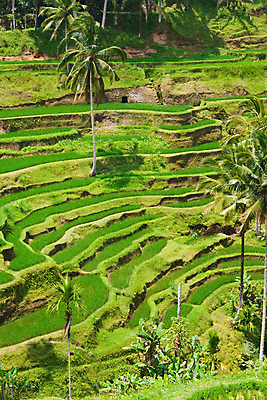 포토 JPG 해외이미지 식물 전통 아시아 음식 여행 패턴 밭 농업 자연 밥 산 손바닥 풍경 사람없음 초록색 농장 젖음 수확 시골 언덕 질감 발리 인도네시아 계단식 단계 산악지대 작살 해외202004 해외포토 손 나라 산업 컬러 섬 무늬 생태계 파일형식 이미지허브