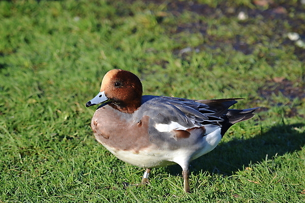 포토 JPG 해외이미지 오리 사람없음 해외202004 해외포토 조류 파일형식 이미지허브